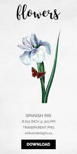 Spanish Iris Enliven Designs Clip Art Etsy Printable Art Watercolor Flower Vector