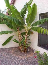3 daysbananas need regualr watering to sustain the large tropical leaves and produce sweet tasty fruit. Growing Bananas