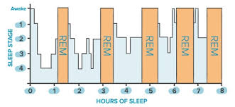 Sleep Cycle Stages Chart Www Bedowntowndaytona Com