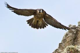Michigan Birds Of Prey Pictures The Peregrine Falcon Is Making A Comeback In Michigan With Images Peregrine Falcon Animals Of The World Peregrine