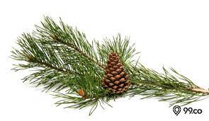 Maybe you would like to learn more about one of these? Manfaat Pohon Pinus Untuk Kesehatan Atasi Gangguan Pernafasan