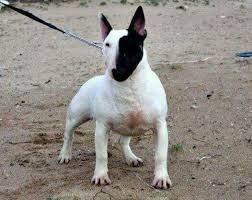 Black And White English Bull Terrier Puppy Black White Face Mini Bull Terriers English Bull Terriers Bull Terrier Puppy