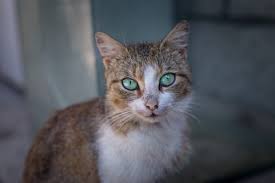 Coughing in cats at a glance. Cat Coughing Causes And Treatment Canna Pet