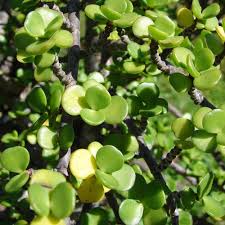 We did not find results for: Plante Grasse D Interieur Liste Ooreka