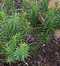Image result for Pteronia acuminata