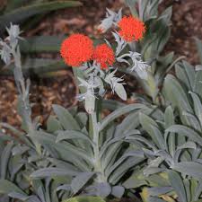 Image result for Kleinia