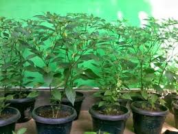 Cara mengurangkan pertumbuhan rumput ala. Cara Menanam Cabe Rawit Di Polybag Pot Atau Halaman Rumah