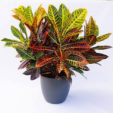 Image result for Croton kilwae