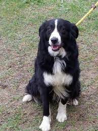 Border Collie Dog For Adoption In Greenwood Dog Adoption Rescue Dogs For Adoption Border Collie Rescue