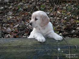 Vaccinations clinic in new york, ny. Fall Fido Fun Cute Puppy Playing In Nature During The Fall Season Woof Cute Puppies Puppies Beautiful Creatures