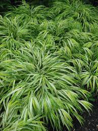 Rotary Botanical Gardens Hort Blog Search Results For Japanese Forest Grass Grasses Garden Hakone Grass Shade Grass