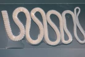Image result for Beef Tapeworm