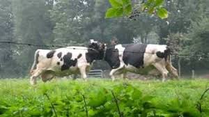 Yes but not all of them. Dehorning Dairy Calves The How And Why Of Horns