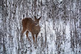 Winter Deer Feeding Guidelines And Tips For Healthy Deer