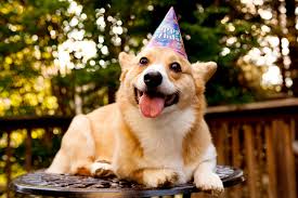 Qualified usps postcard size high. Birthday Corgi Blank Template Imgflip