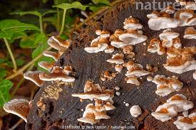 Image result for Ganoderma applanatum