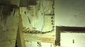 If you are currently dealing with domestic or wildlife problems here are some quick numbers to get direction and resolutions to your animal or insect problems: Couch S Pest Patrol Inc Pest Control Service Safety Harbor Florida 547 Photos Facebook
