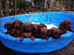 The breed originated in the southern united states and is highlighted by their deep red coat. Redbone Coonhound Puppies For Sale Redbone Coonhound Puppies For Sale