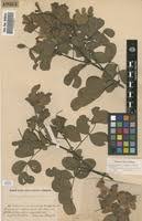 Image result for Humularia