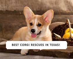 Find puppies for sale and dogs for adoption near you. 5 Best Corgi Rescues In Texas 2021 We Love Doodles