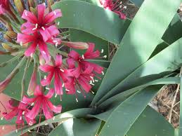 Image result for Ammocharis tinneana