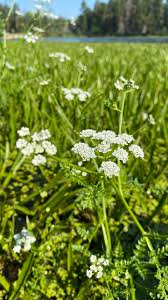 Image result for Oenanthe