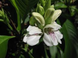 Justicia adhatoda is an erect, evergreen, shrub with few branches to many branches[. Justicia Adhatoda Aloha Tropicals