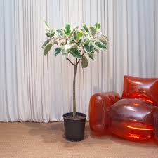 Image result for Ficus elastica