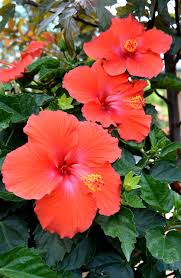 Image result for Hibiscus