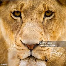 1,288 Lion Whiskers Stock Photos, High-Res Pictures, and Images