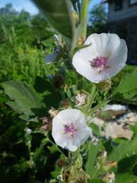 The medicinal uses of the plant include being used as a demulcent. Marshmallow Organic Fedco Trees