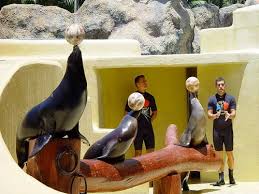 Resultado de imagen de imagenes de loro parque