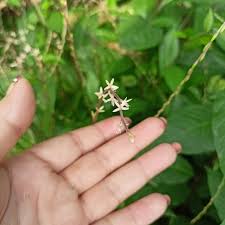 Image result for Petiveria alliacea