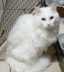 Adopt cute pets decorate your home explore the world of adopt me! Compassionate Animal Rescue Efforts Of Dutchess County