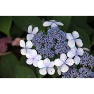 Flamingo hydrangea shrub hydrangea macrophylla 'flamingo'. Hortensie Black Steel Blau Hydrangea Macrophylla Zorro
