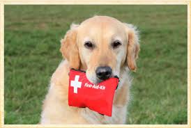Since 1975, we've provided urgent, emergency, and critical veterinary services to the pets of fresno, california. Emergency Veterinarian Rhinebeck Pet Emergency Vet Rhinebeck 24 7 Animal Hospital Ny