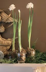 The Yellow Cape Cod Christmas Home Tour 2010 Christmas Home Paperwhites Bloom