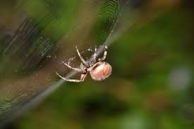 When a huge number of spiders all do this at once, they end up hooking on. How To Recognize Spiders By Their Webs Bay Nature Magazine