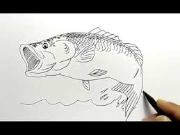 Peningkatan proporsi daging ikan tenggiri 25% sampai 75% dapat meningkatkan kerenyahan kerupuk. Cara Menggambar Ikan Dengan Mudah Untuk Anak Youtube