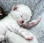 Bengal Kittens for Sale - Adoptapet