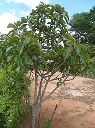 Image result for Ficus lutea