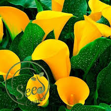 Pin On Veg Araceas Callas