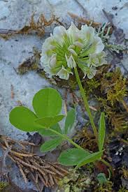 Image result for Trifolium