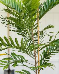 Image result for Filicium decipiens