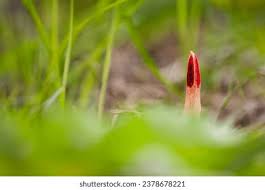 Image result for Pseudocolus schellenbergiae