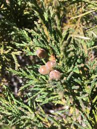 Image result for Juniperus