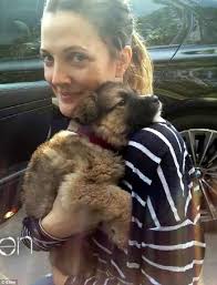 Revealed The Cute Rescue Puppy Drew Barrymore Was Smuggling Under Her Jumper Rescue Puppies Celebrity Dogs Famous Dogs