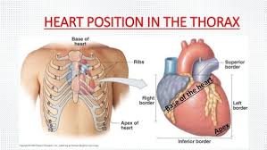 Heart tones are muffled and lung sounds are shallow with. How To Find Out The Location Of Your Heart Quora