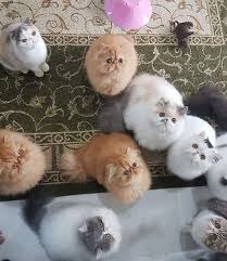Ingatkan ade orang yang alihkan. Ganswed Cat Vilage Rumah Para Kucing Yang Comel Dan Lucu Situs Wisata Budaya