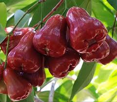 Jambu madu deli hijau adalah jambu air madu yang berwarna hijau yang memiliki tingkat kemanisan yang luar biasa, karna memeng kita sudah sama mengetahui jika jambu memang sudah diteliti oleh. 10 Jenis Jambu Air Dan Manfaat Bukareview